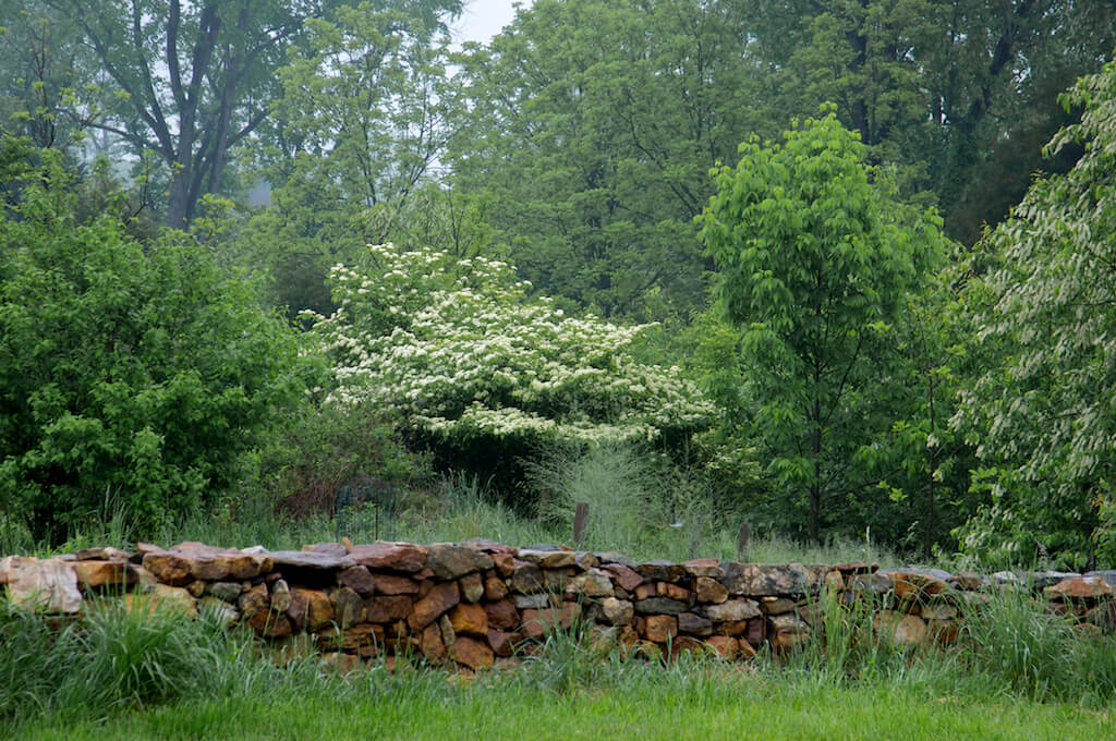 Yard with trees and greenery.