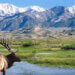 caribou with river, field, and mountains in the background