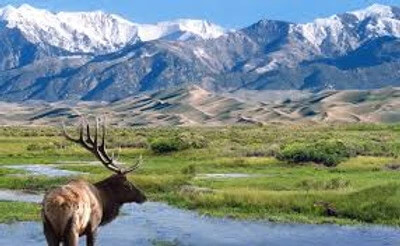 caribou with river, field, and mountains in the background