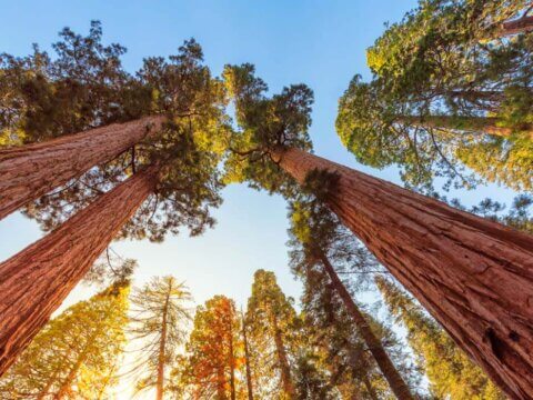 Growing the Children and Nature Movement