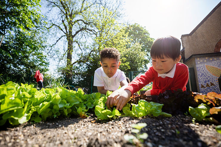 Two young children are tending to a garden on a sunny day. One boy is wearing a white shirt, and the other boy, dressed in a red shirt, are carefully inspecting and picking green lettuce leaves. They are surrounded by lush greenery with trees in the background. The setting is a garden at a school.