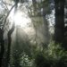 Light passing through trees in lush forest.
