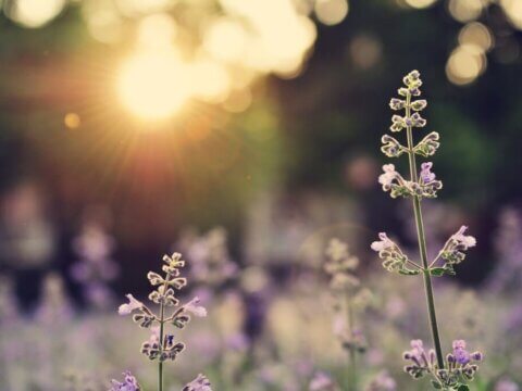 10 Reasons Children, Adults & Communities Need Vitamin N