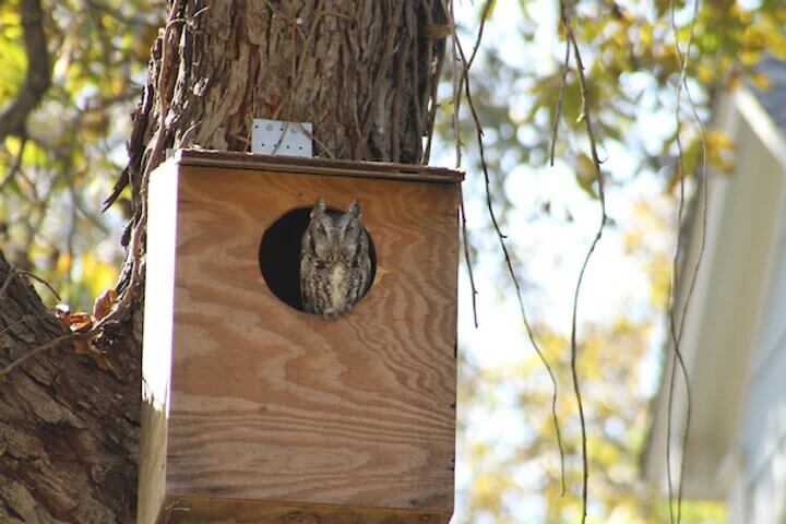 owl in a bird house