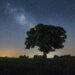Tree in foreground with stars in background.