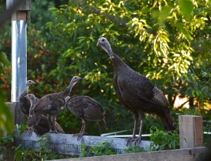 Turkeys near a fence.