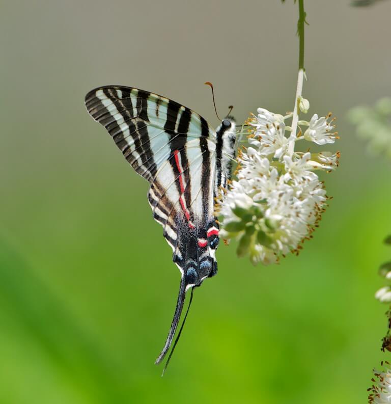 Zebra Swallowtail Butterfly